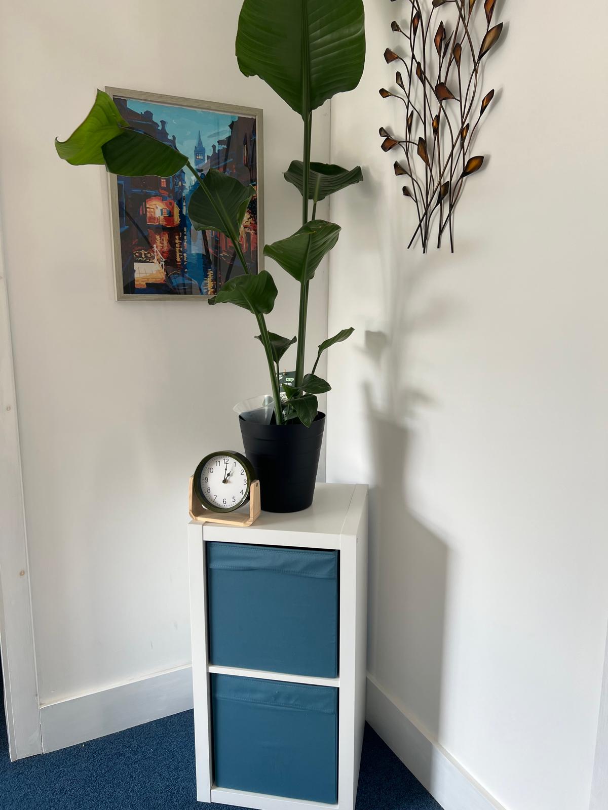 Plant in therapy room UK Counselling Network