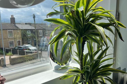 Plant in therapy room UK Counselling Network