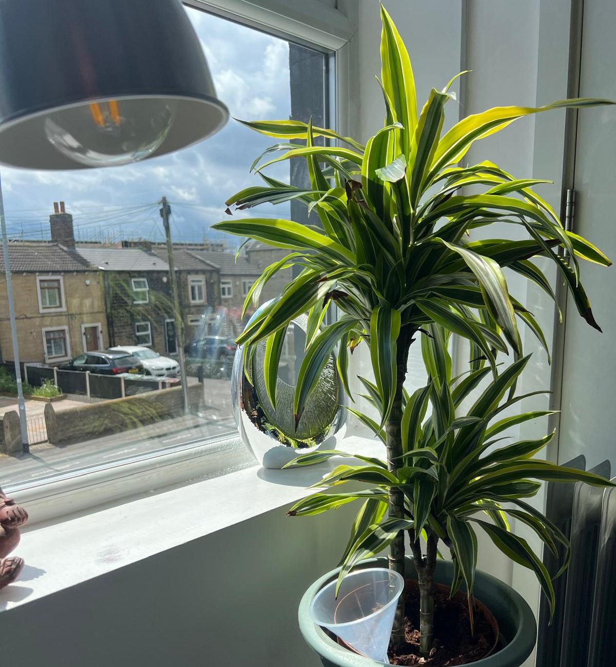 Plant in therapy room UK Counselling Network