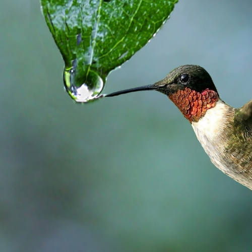Bird with beak in water drop mindfulness